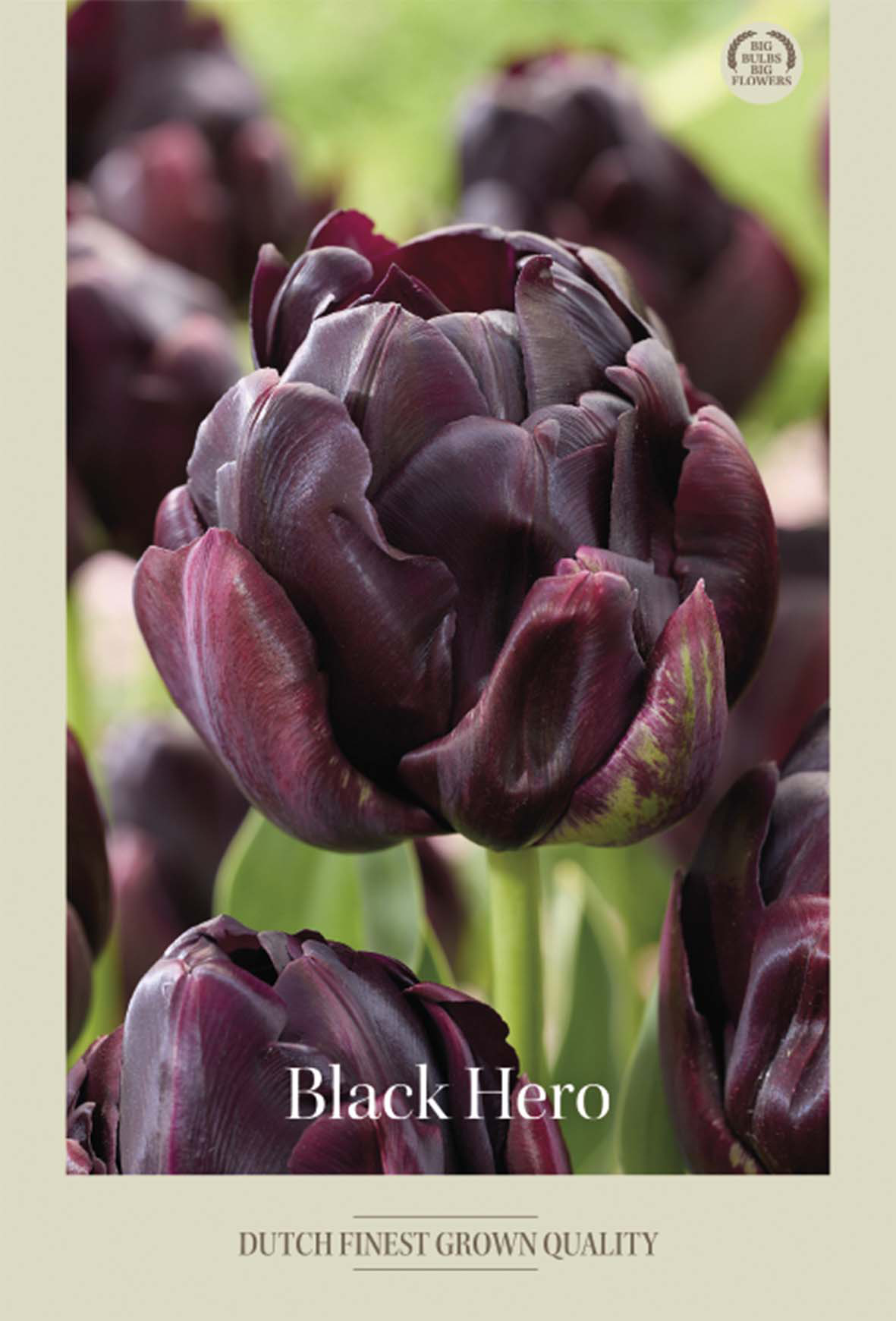 Tulpan Black Hero 7-pack