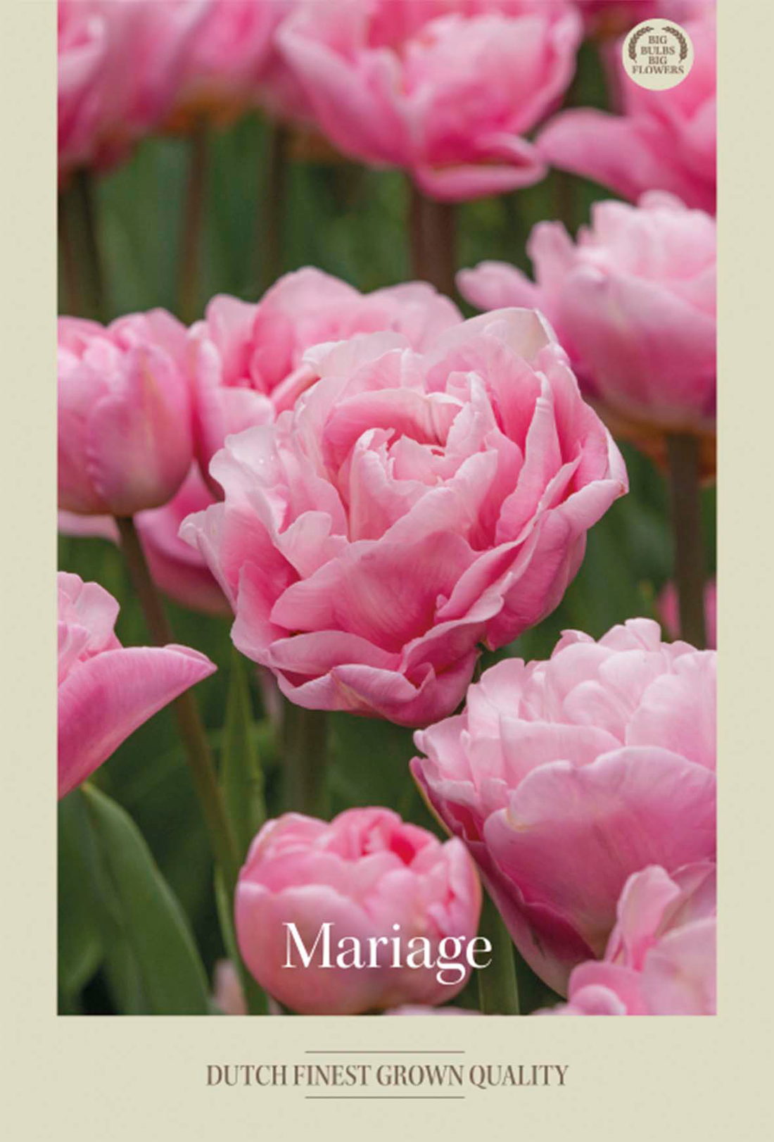 Tulpan Mariage 7-pack