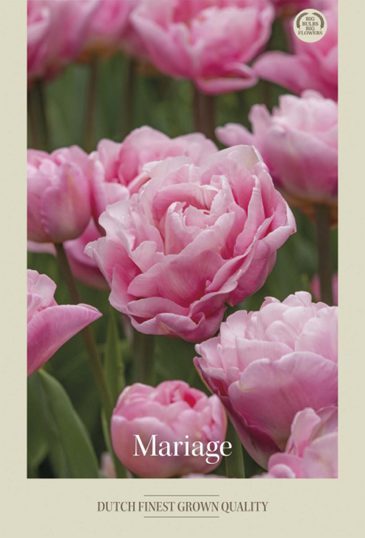 Tulpan Mariage 7-pack