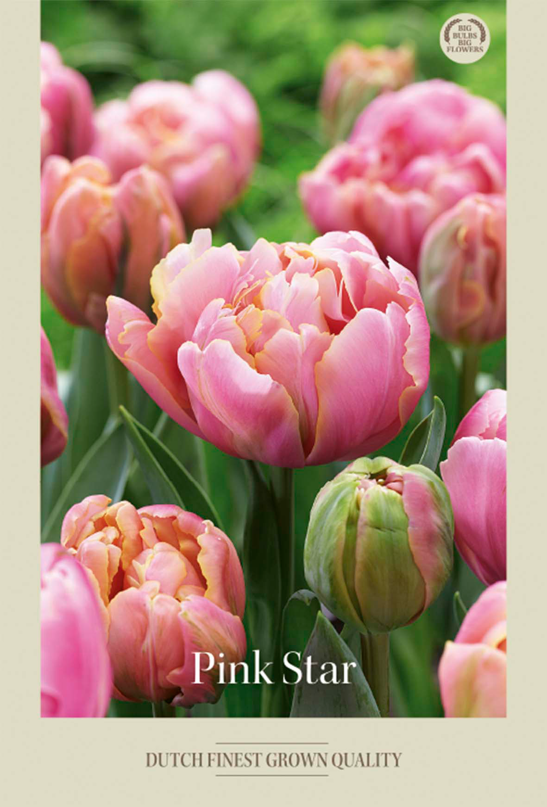 Tulpan Pink Star 7-pack