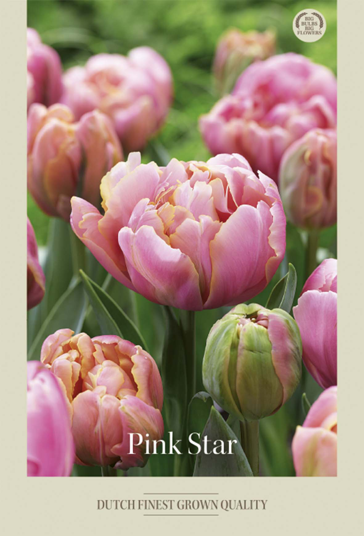 Tulpan Pink Star 7-pack