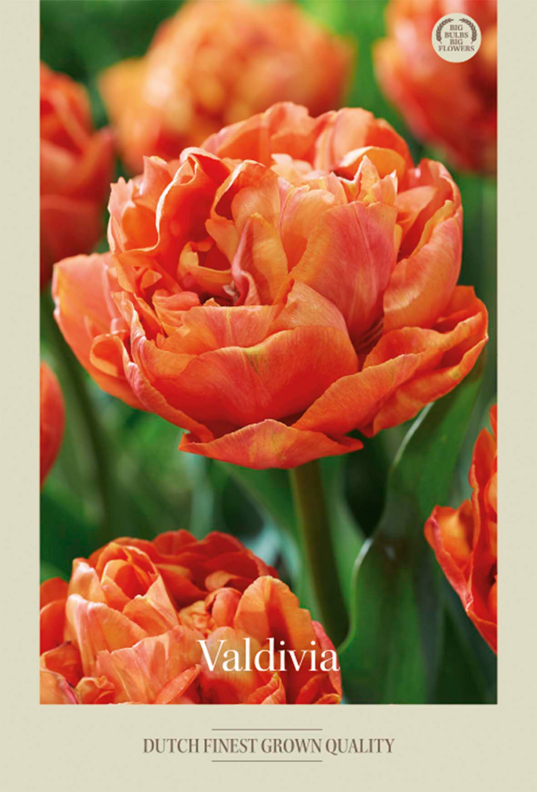Tulpan Valdivia 7-pack