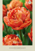 Tulpan Valdivia 7-pack