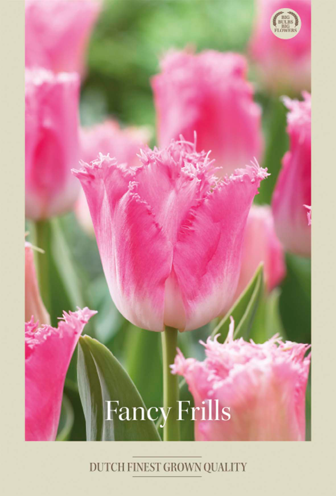 Tulpan Fancy Frills 7-pack