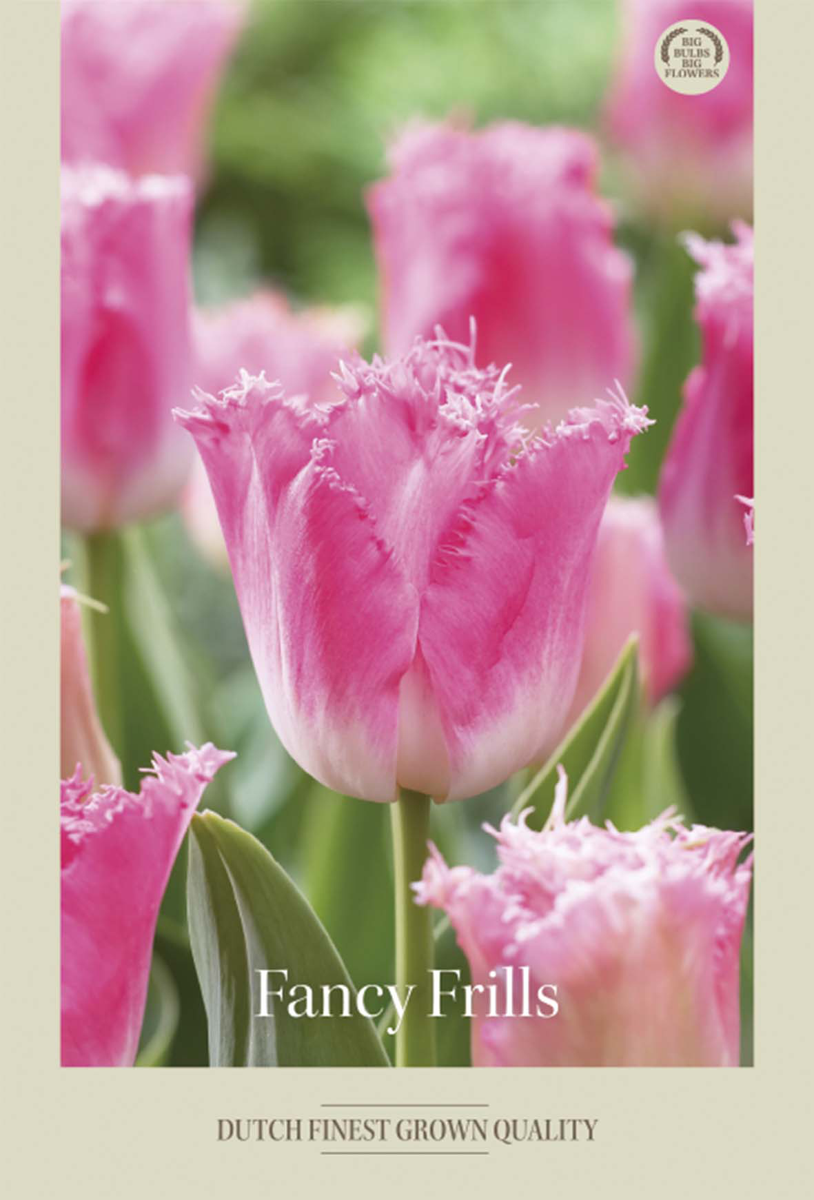 Tulpan Fancy Frills 7-pack