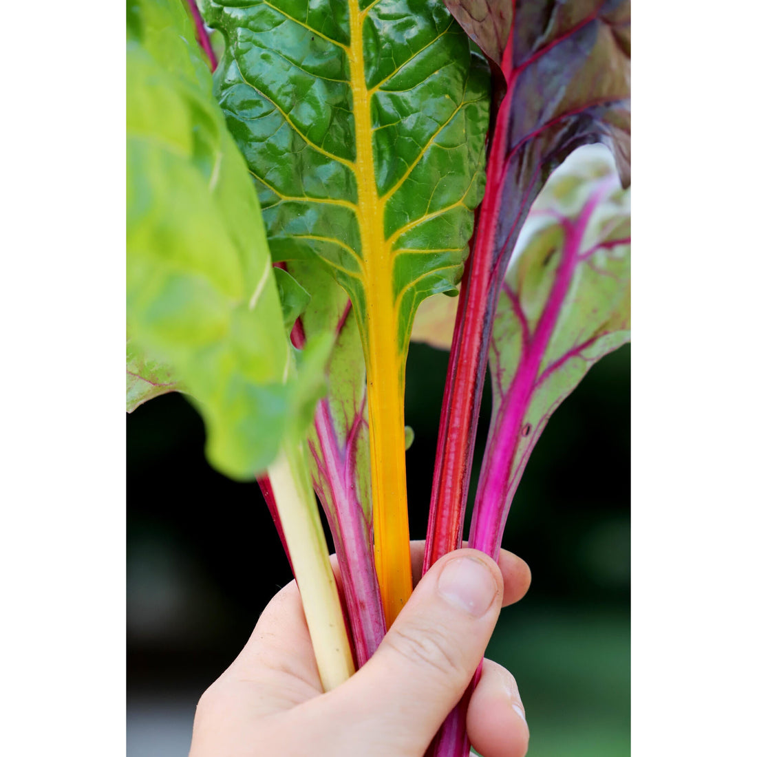 Mangold Fireworks Organic