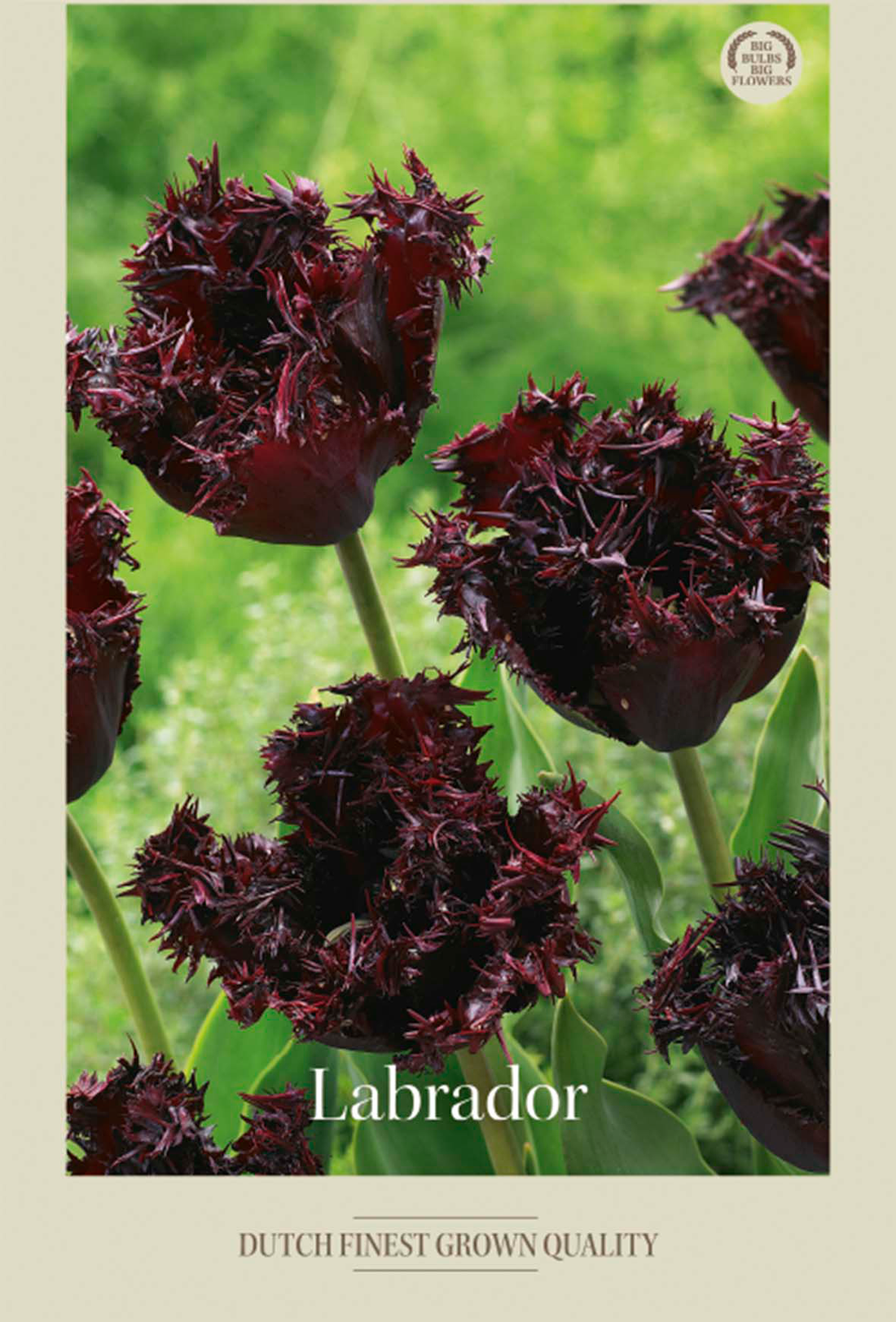 Tulpan Labrador 7-pack