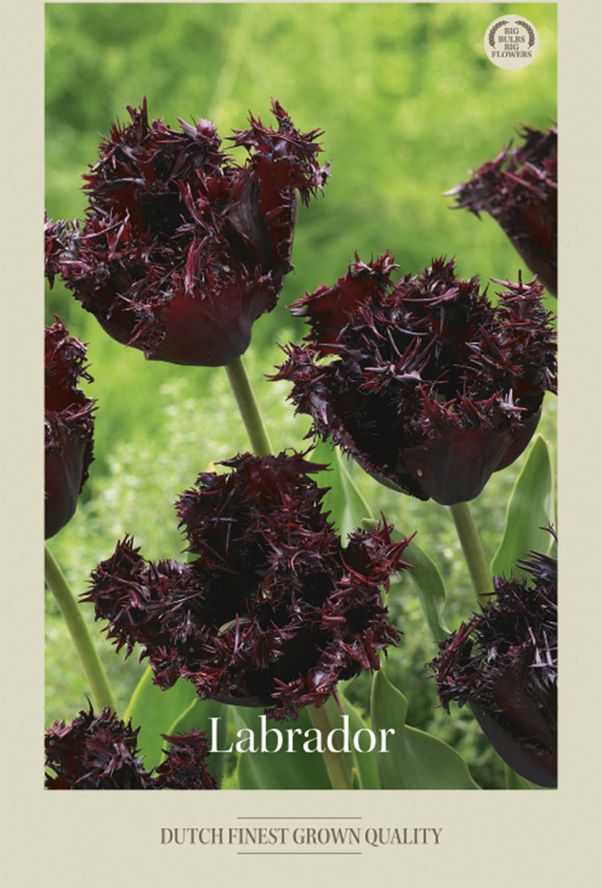 Tulpan Labrador 7-pack