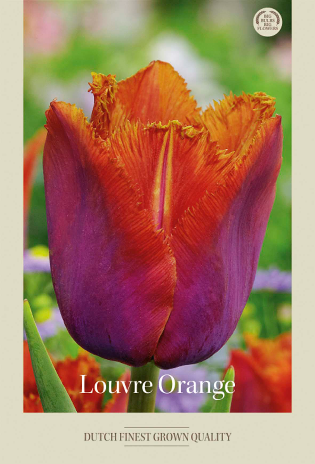 Tulpan Louvre Orange 7-pack