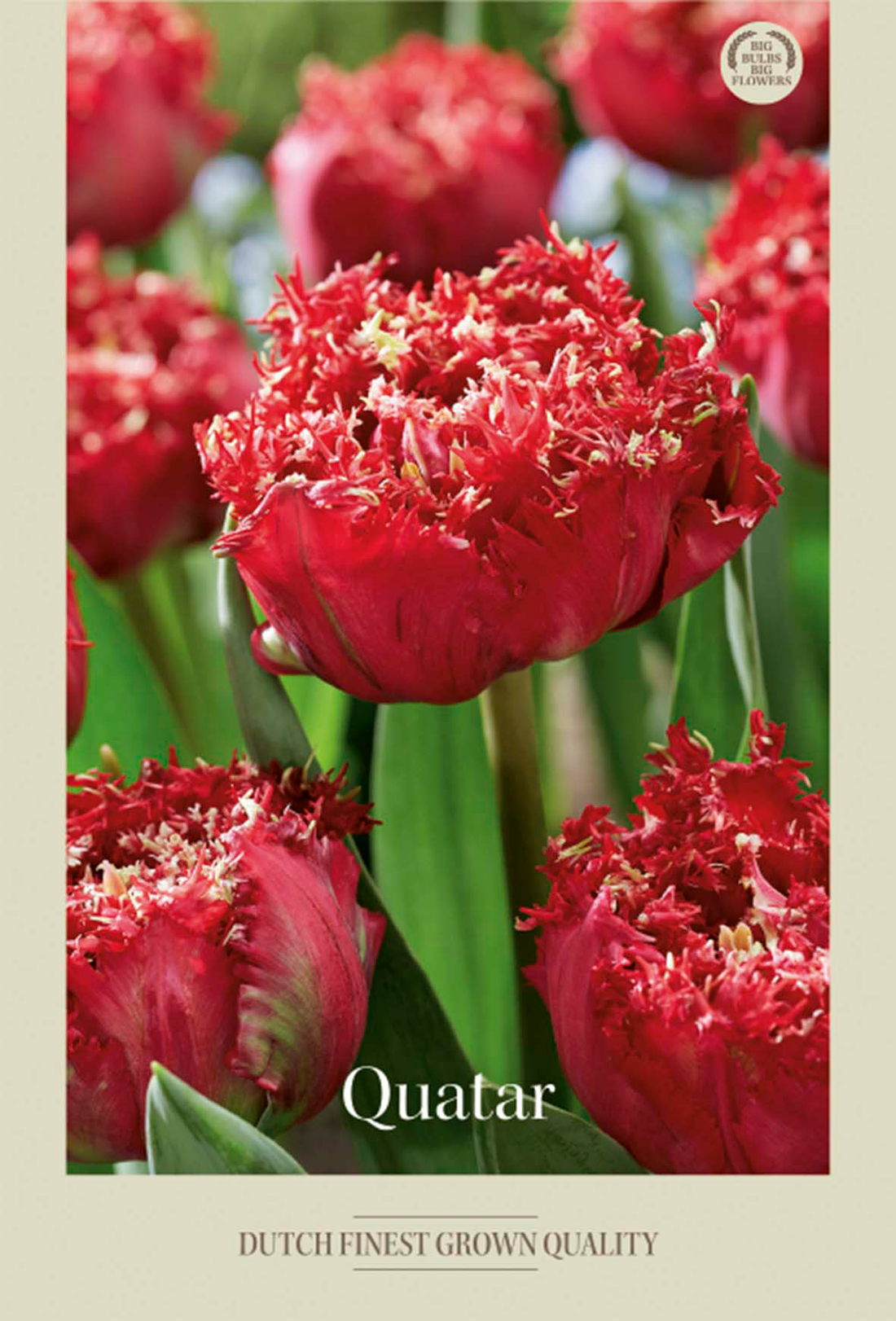 Tulpan Quatar 7-pack