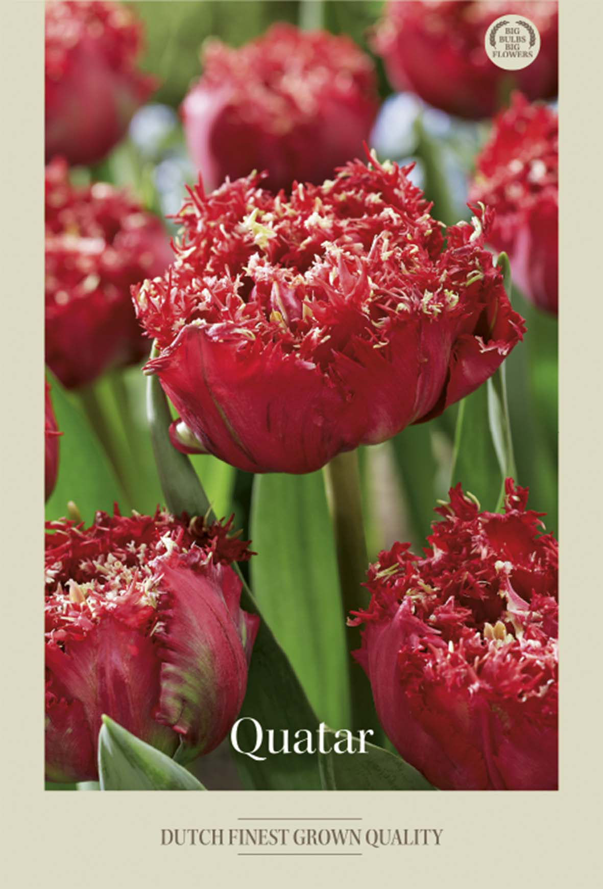 Tulpan Quatar 7-pack