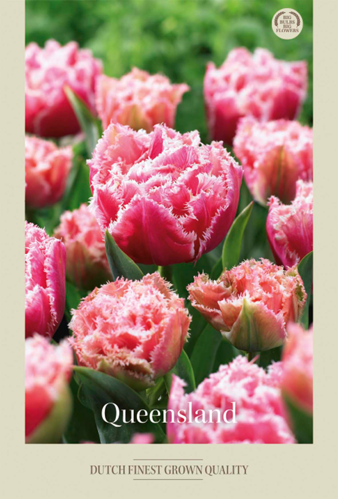 Tulpan Queensland 7-pack