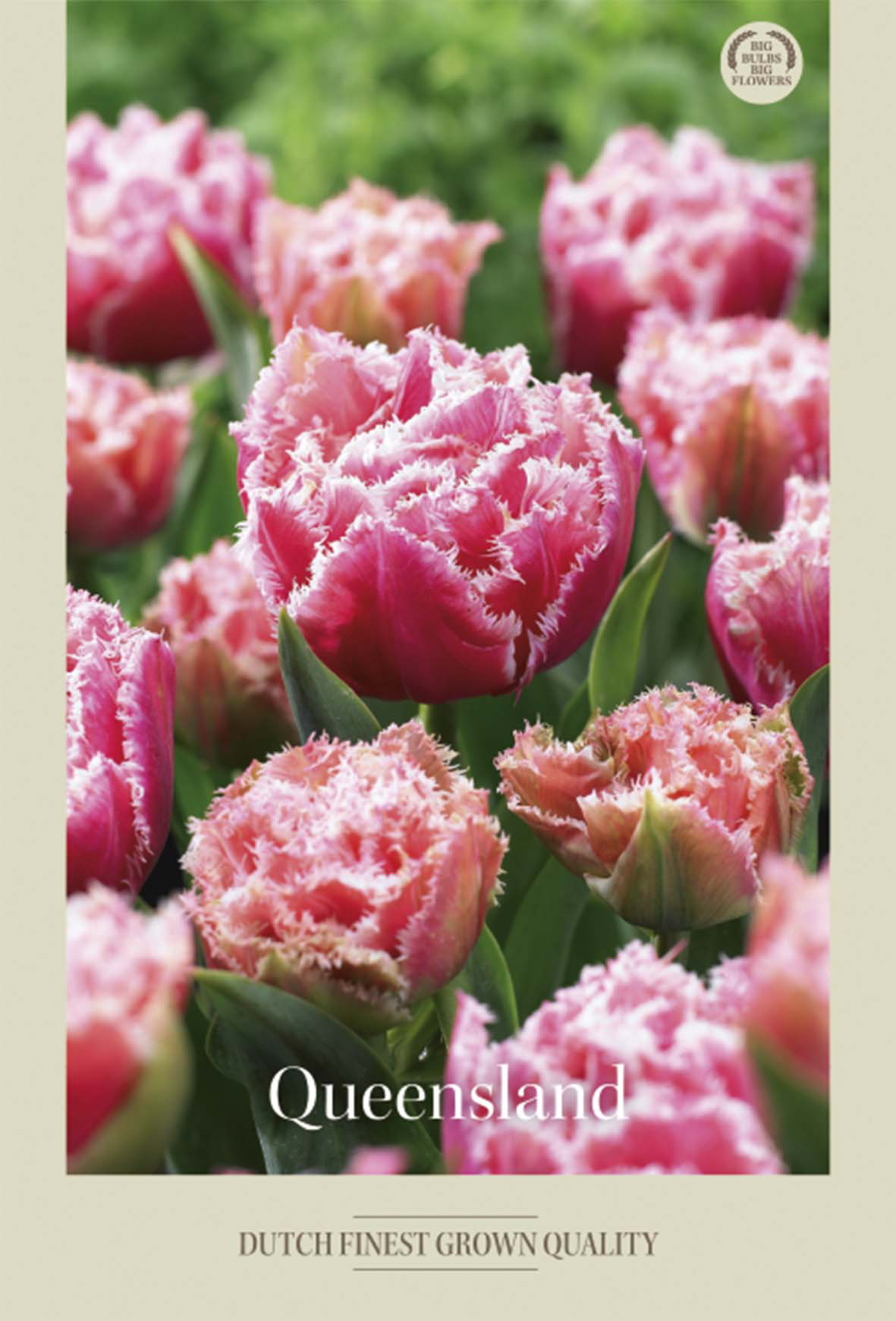 Tulpan Queensland 7-pack