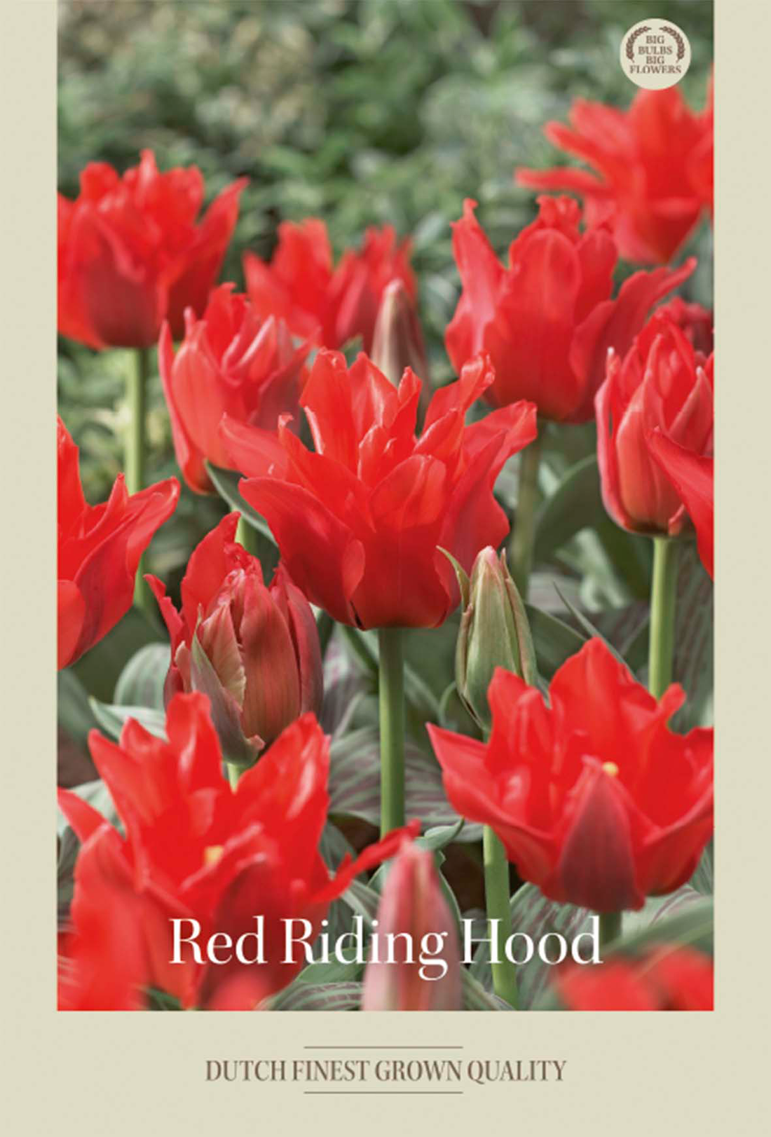 Tulpan Red Riding Hood 7-pack