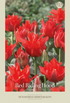 Tulpan Red Riding Hood 7-pack