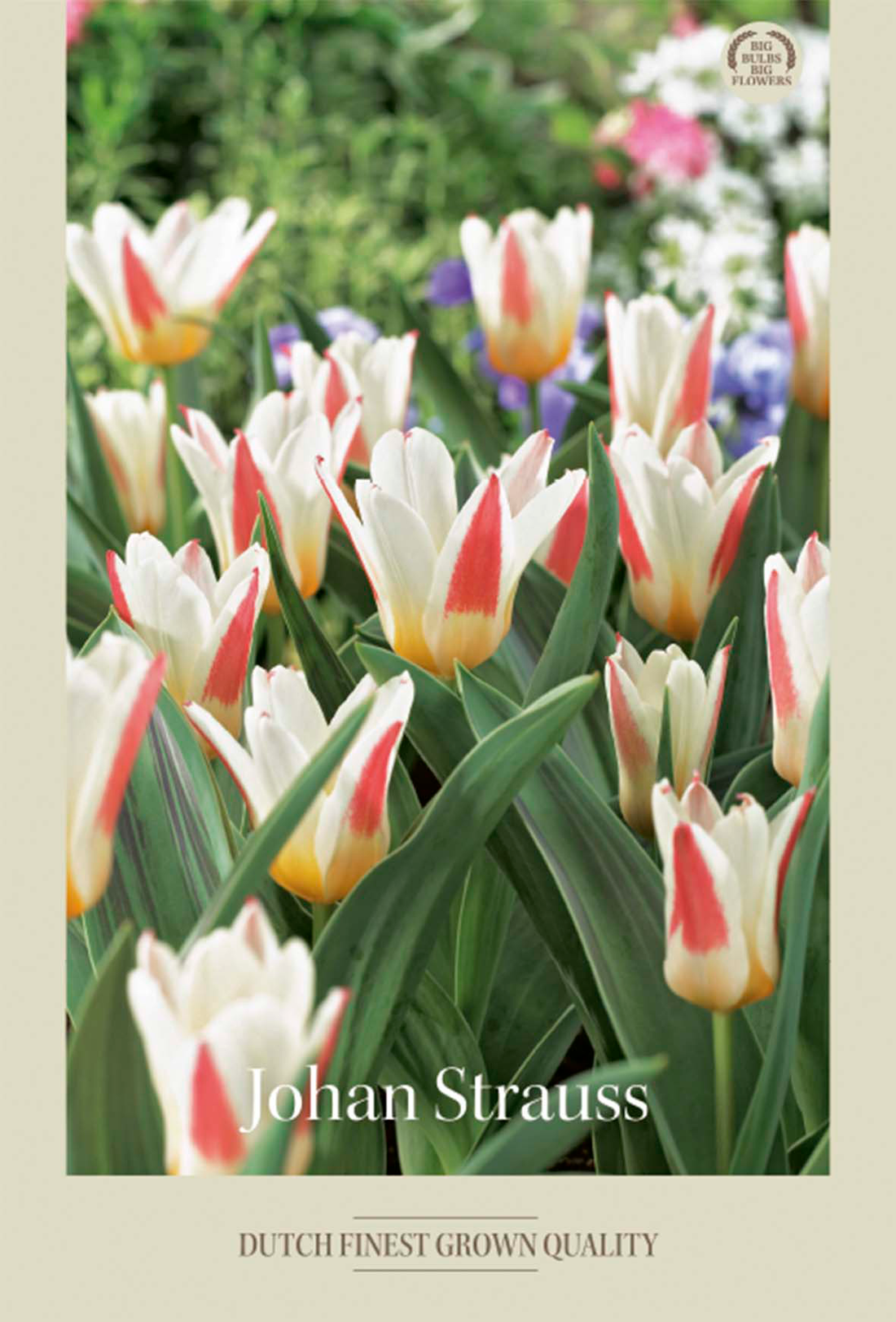 Tulpan Johan Straus 7-pack