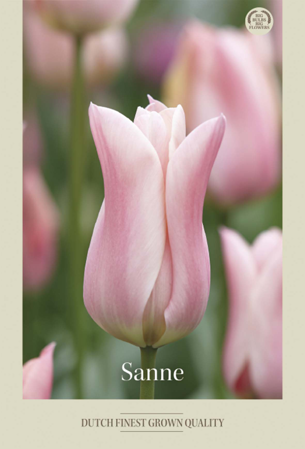 Tulpan Sanne 7-pack