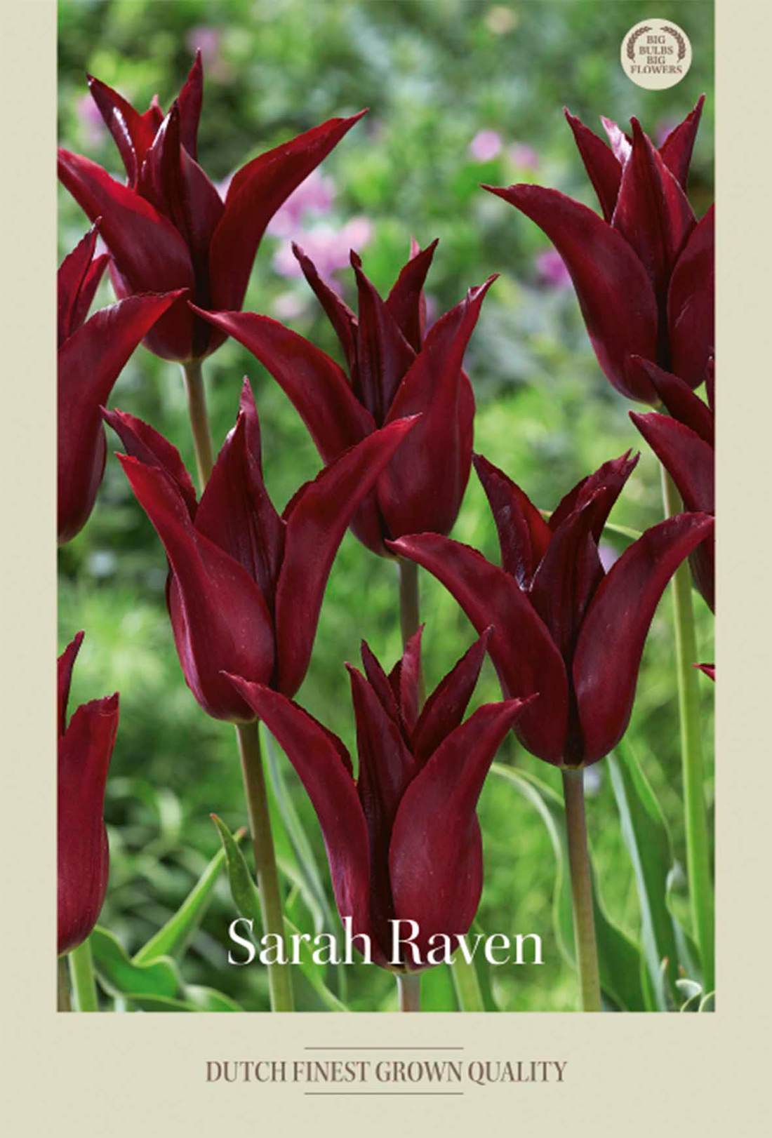 Tulpan Sarah Raven 7-pack