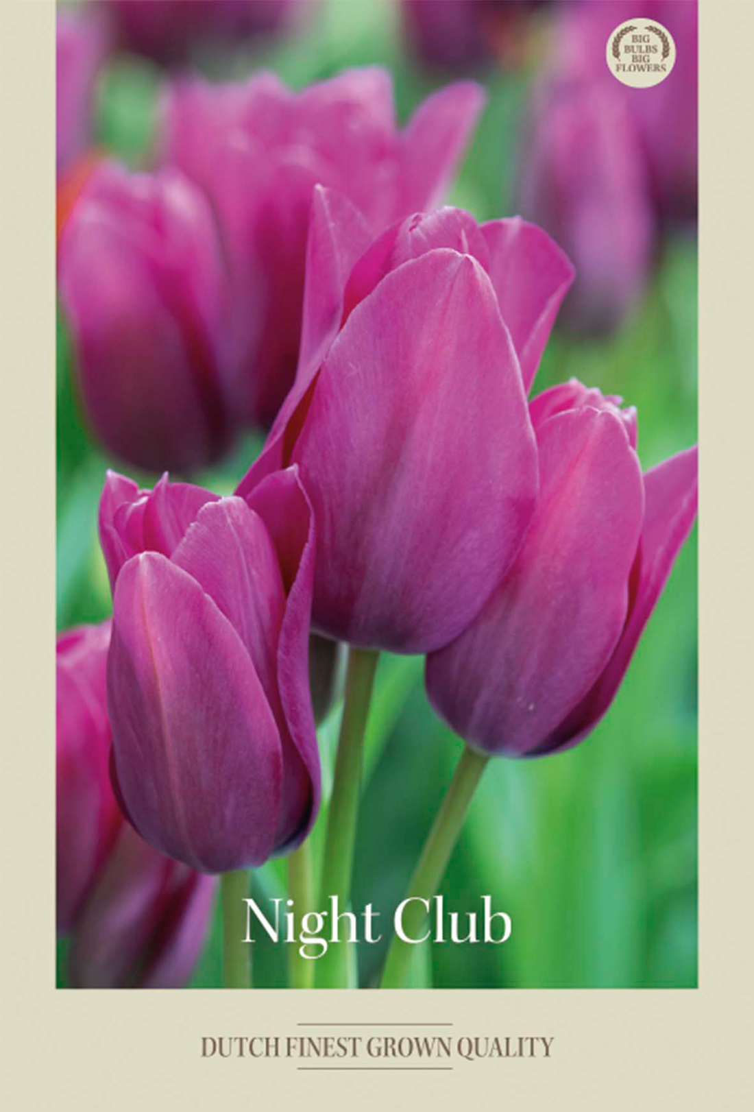 Tulpan Night Club 7-pack