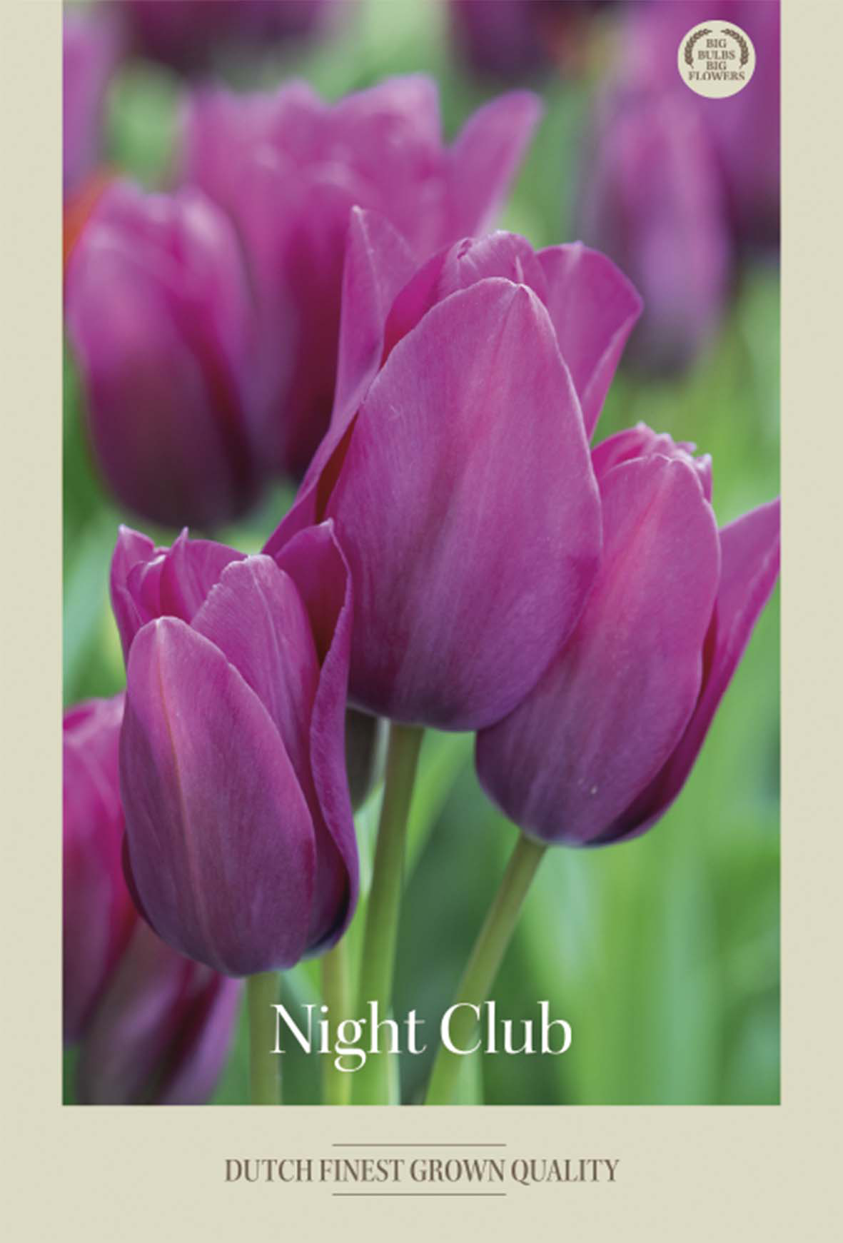 Tulpan Night Club 7-pack
