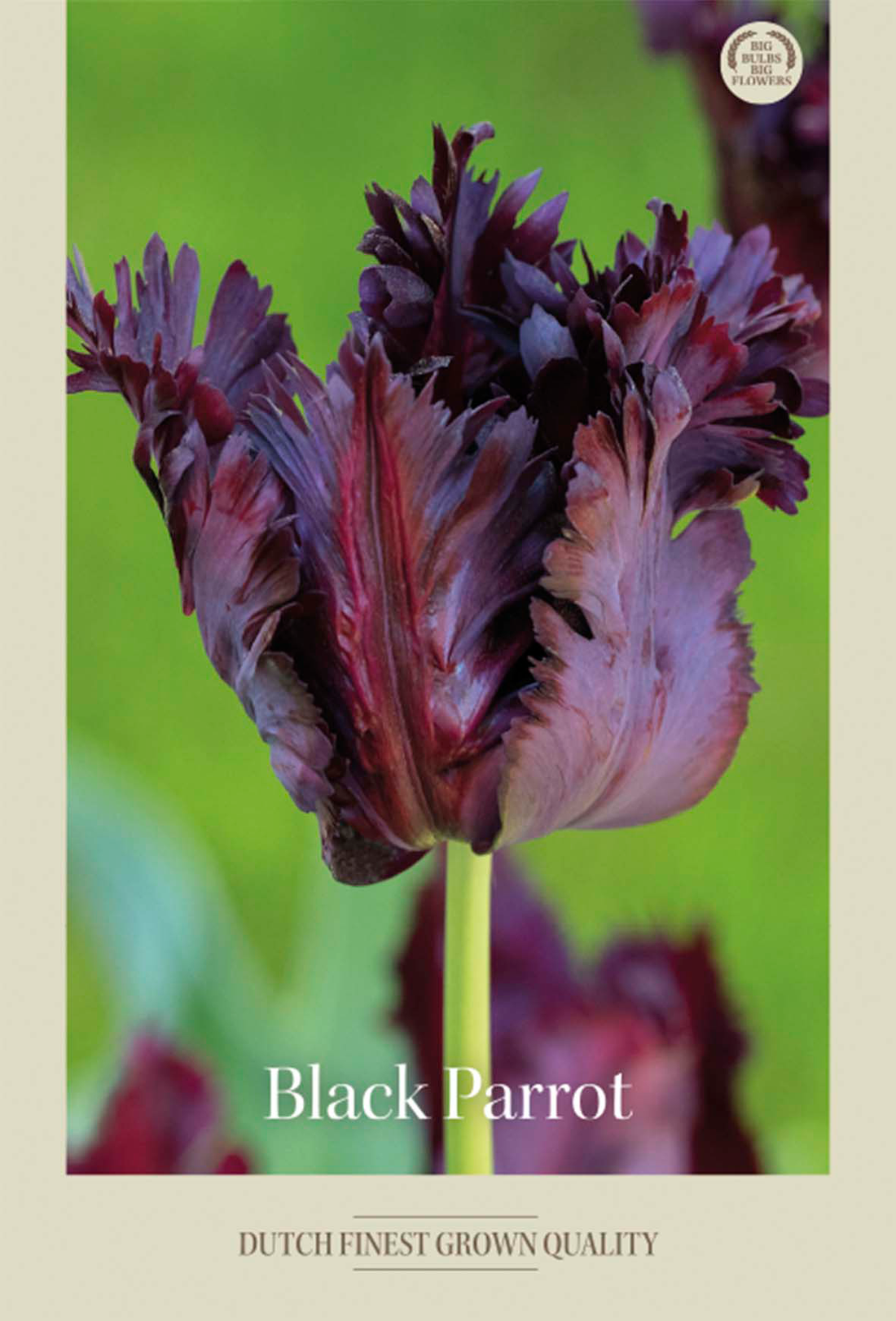 Tulpan Black Parrot 7-pack