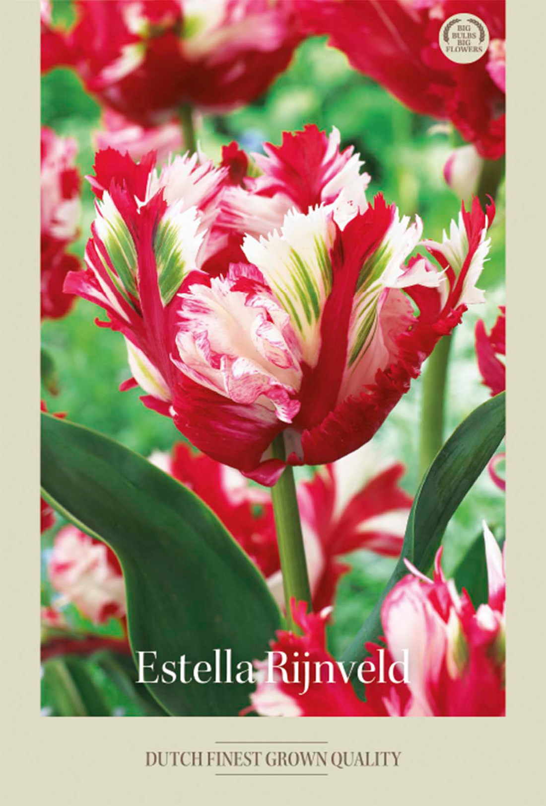 Tulpan Estella Rijnveld 7-pack