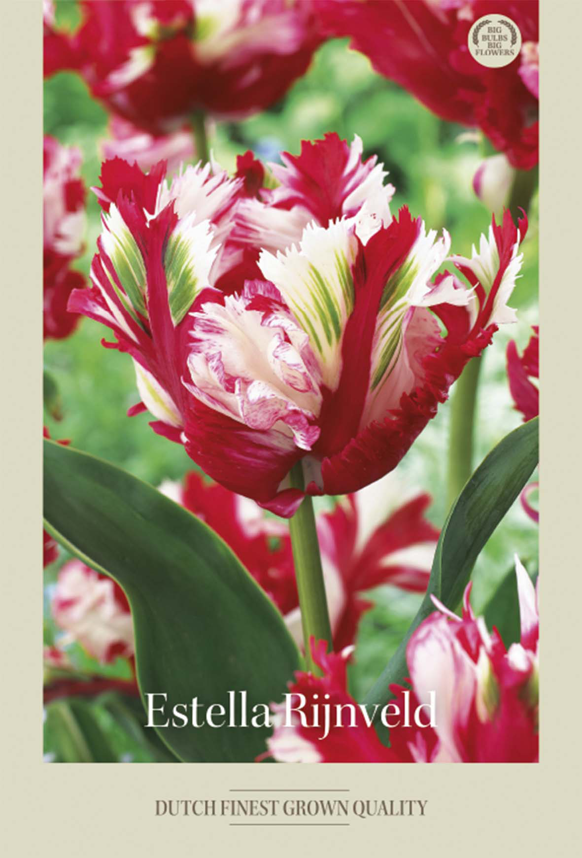 Tulpan Estella Rijnveld 7-pack