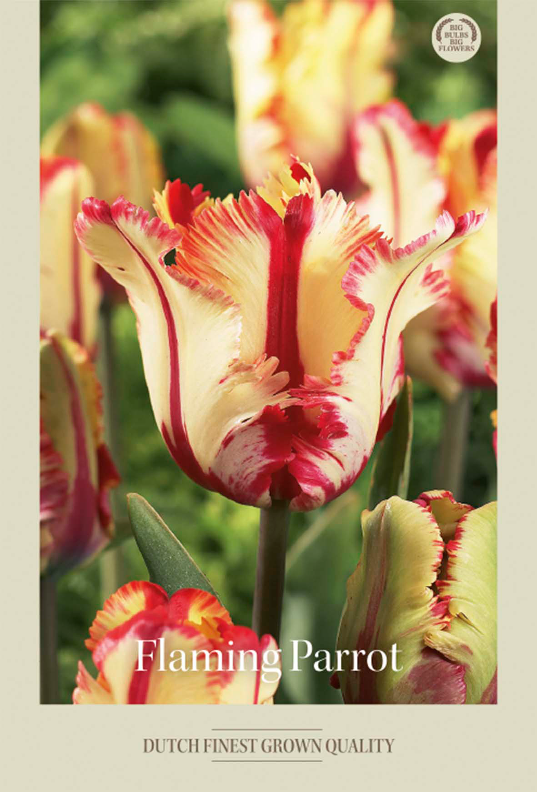 Tulpan Flaming Parrot 7-pack