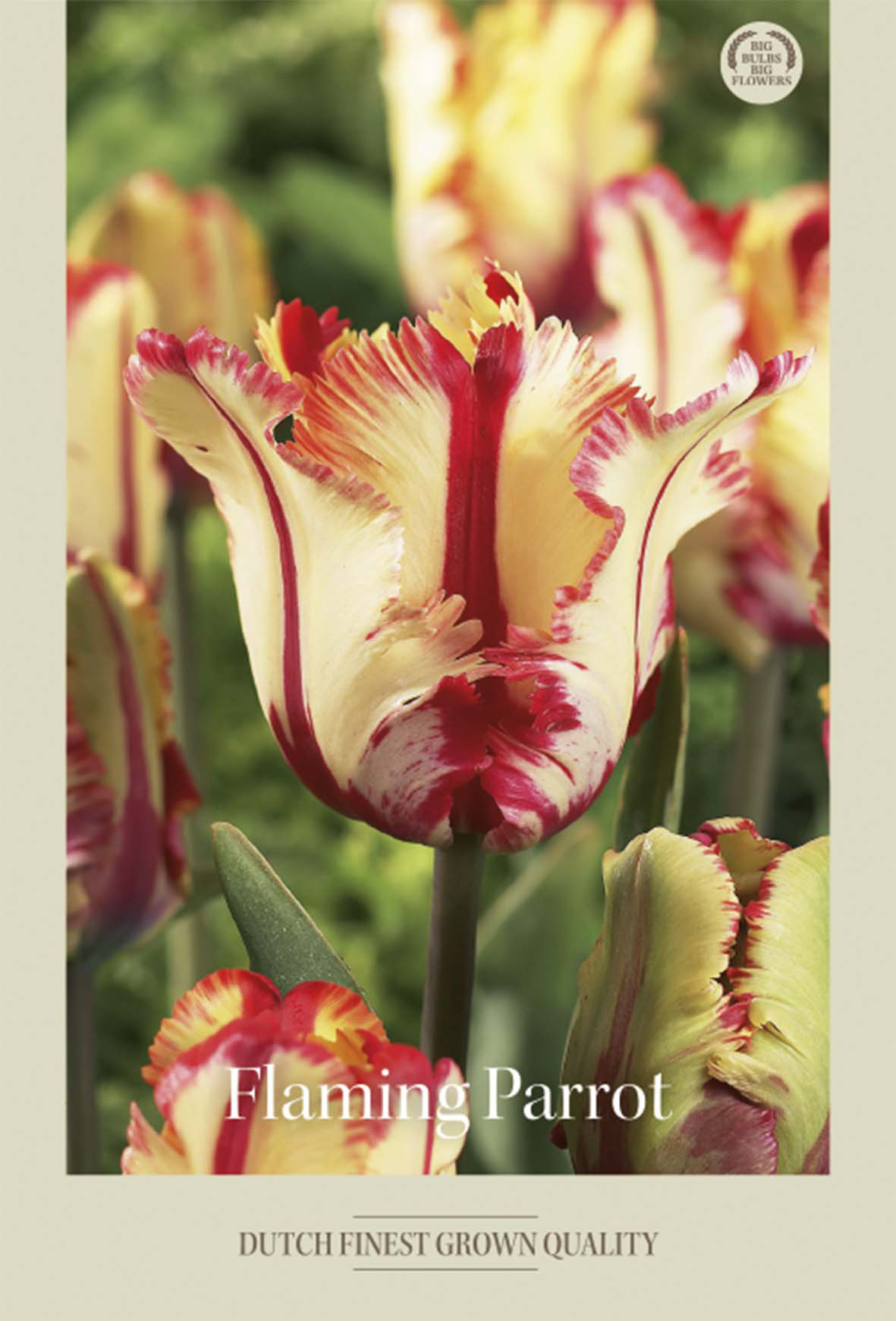 Tulpan Flaming Parrot 7-pack