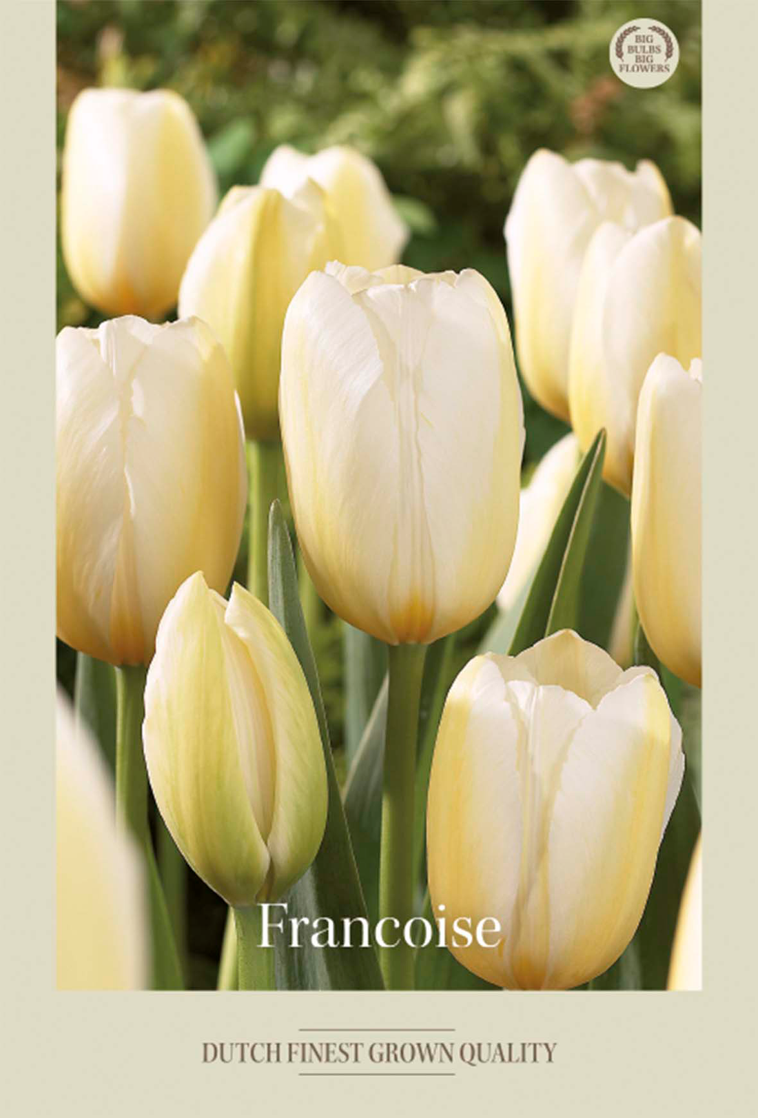 Tulpan Francoise 7-pack