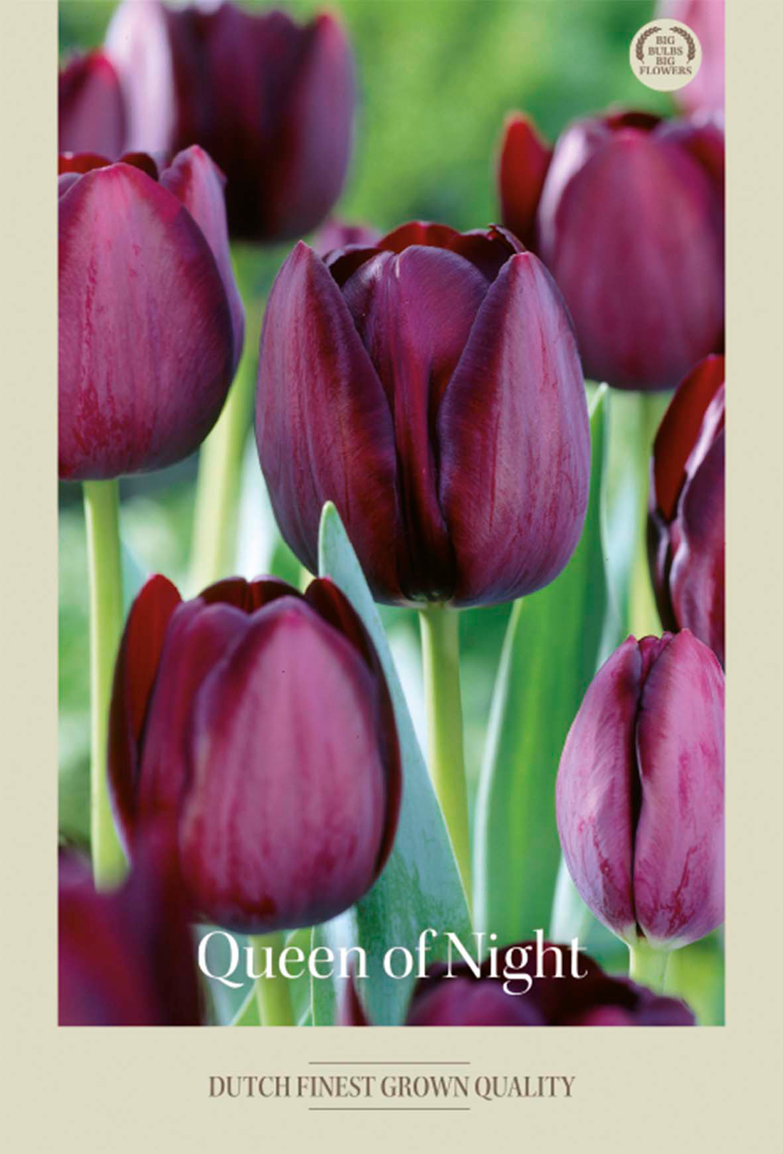 Tulpan Queen of Night 7-pack