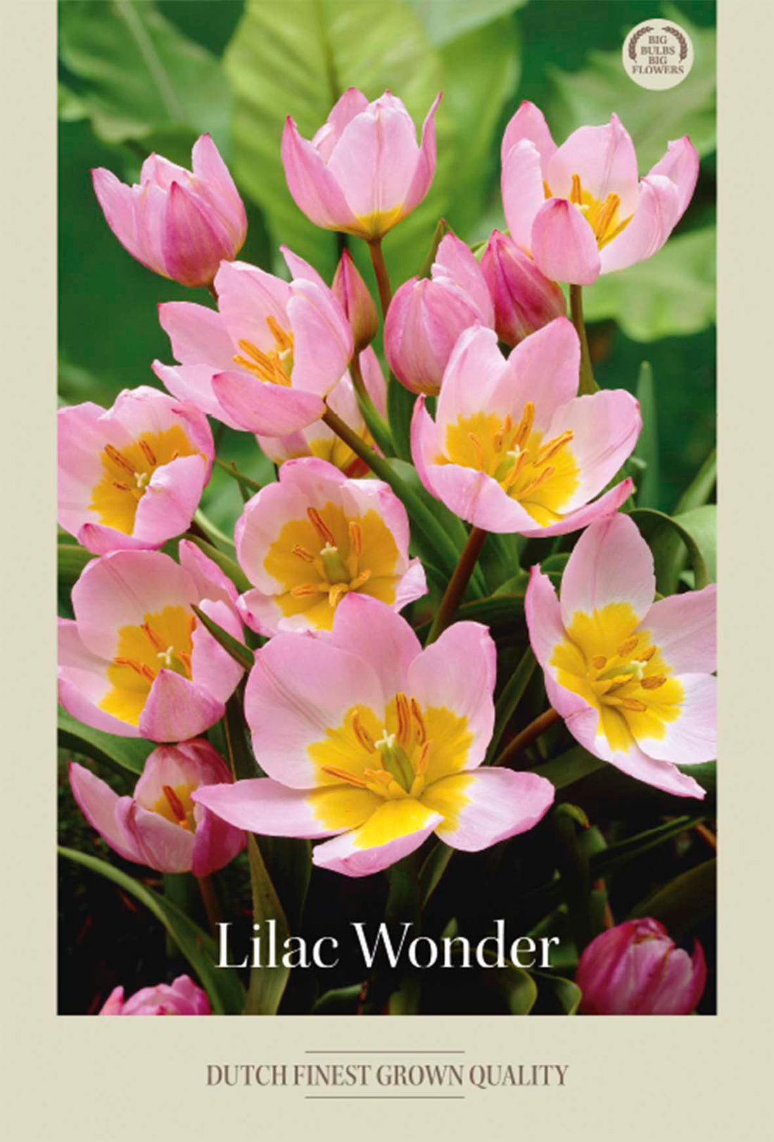 Tulpan Bakeri Lilac Wonder 10-pack