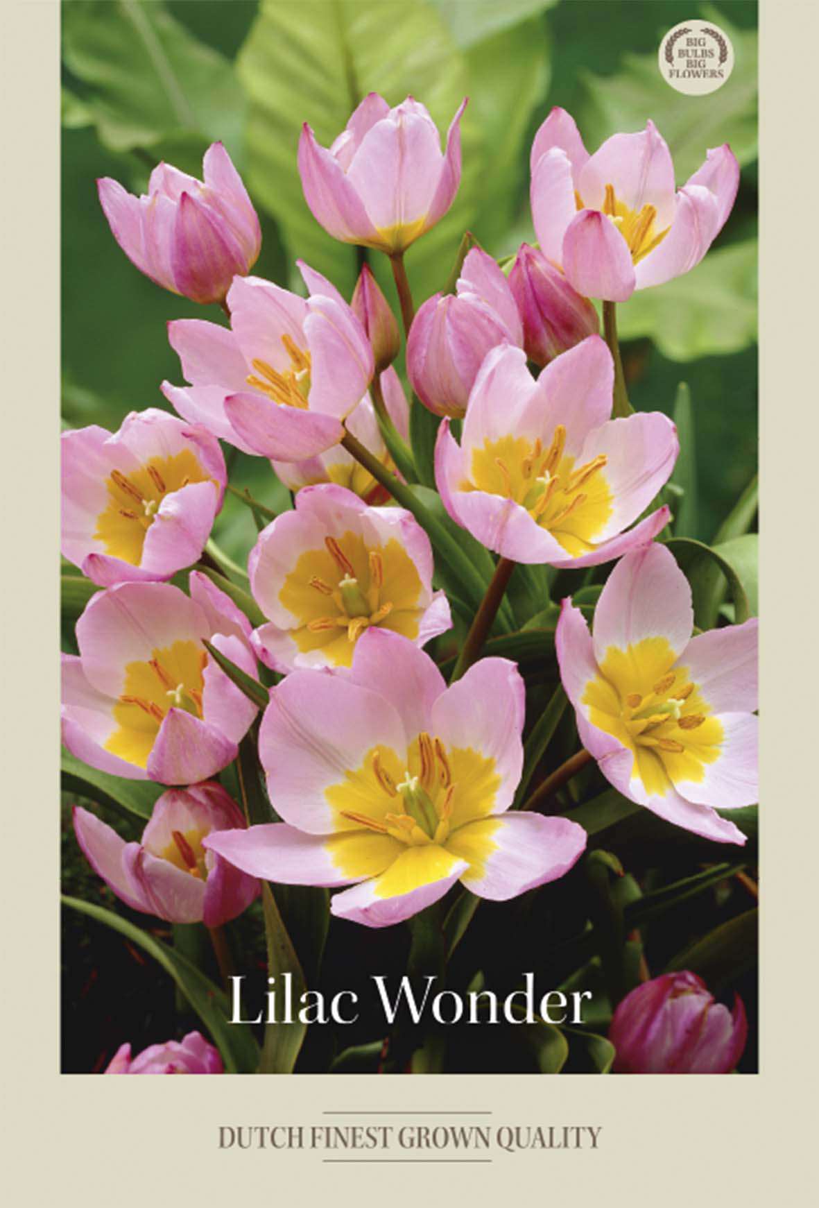 Tulpan Bakeri Lilac Wonder 10-pack