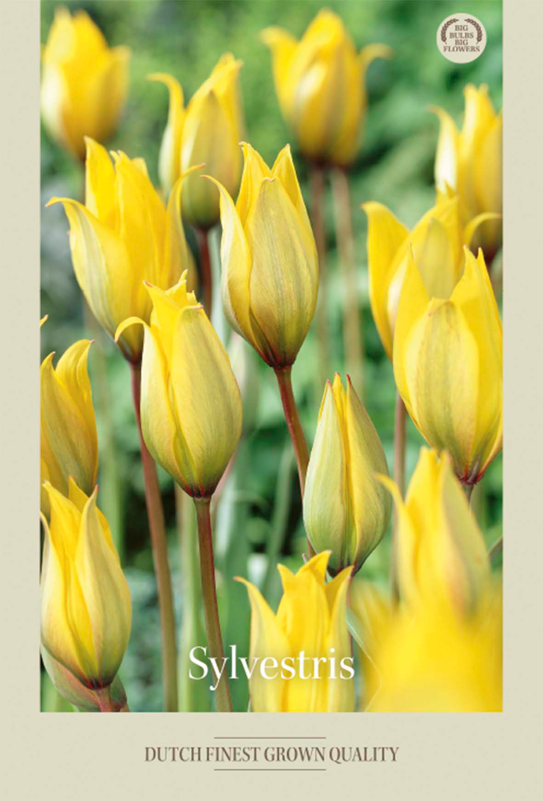 Tulpan Sylvestris 10-pack