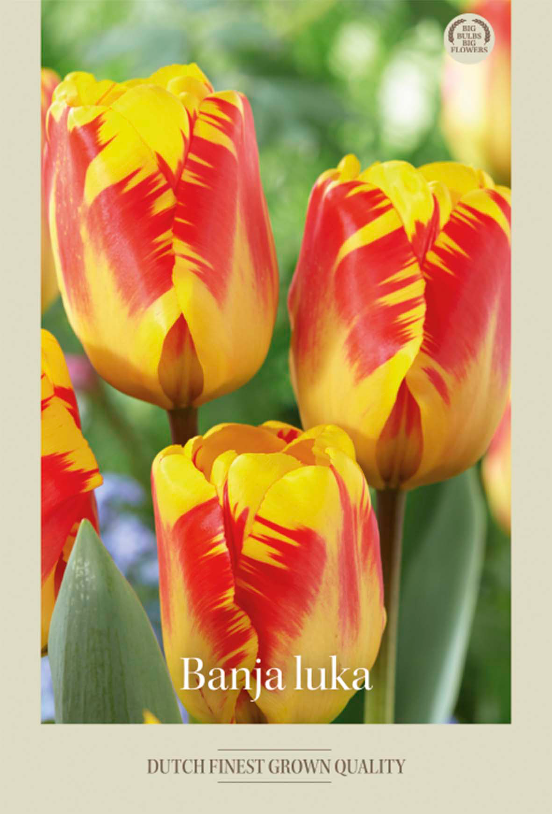 Tulpan Banja luka 7-pack