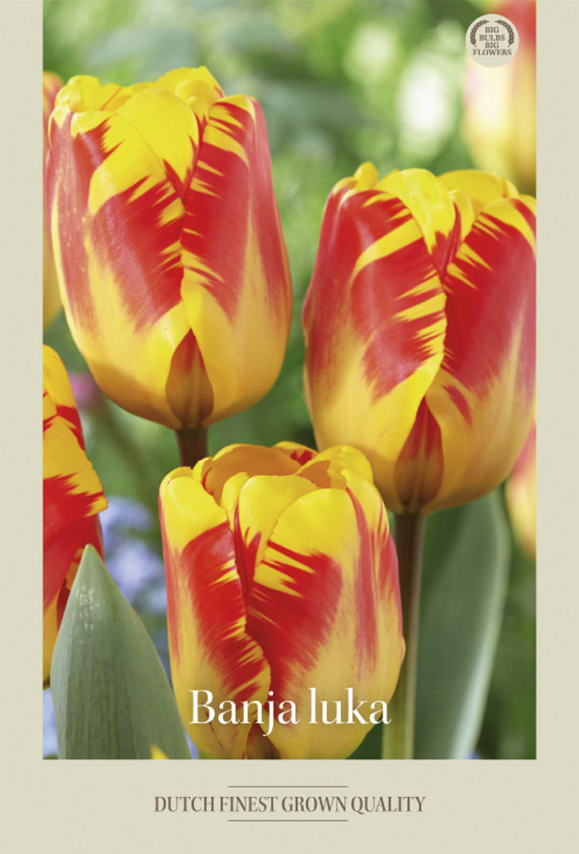 Tulpan Banja luka 7-pack