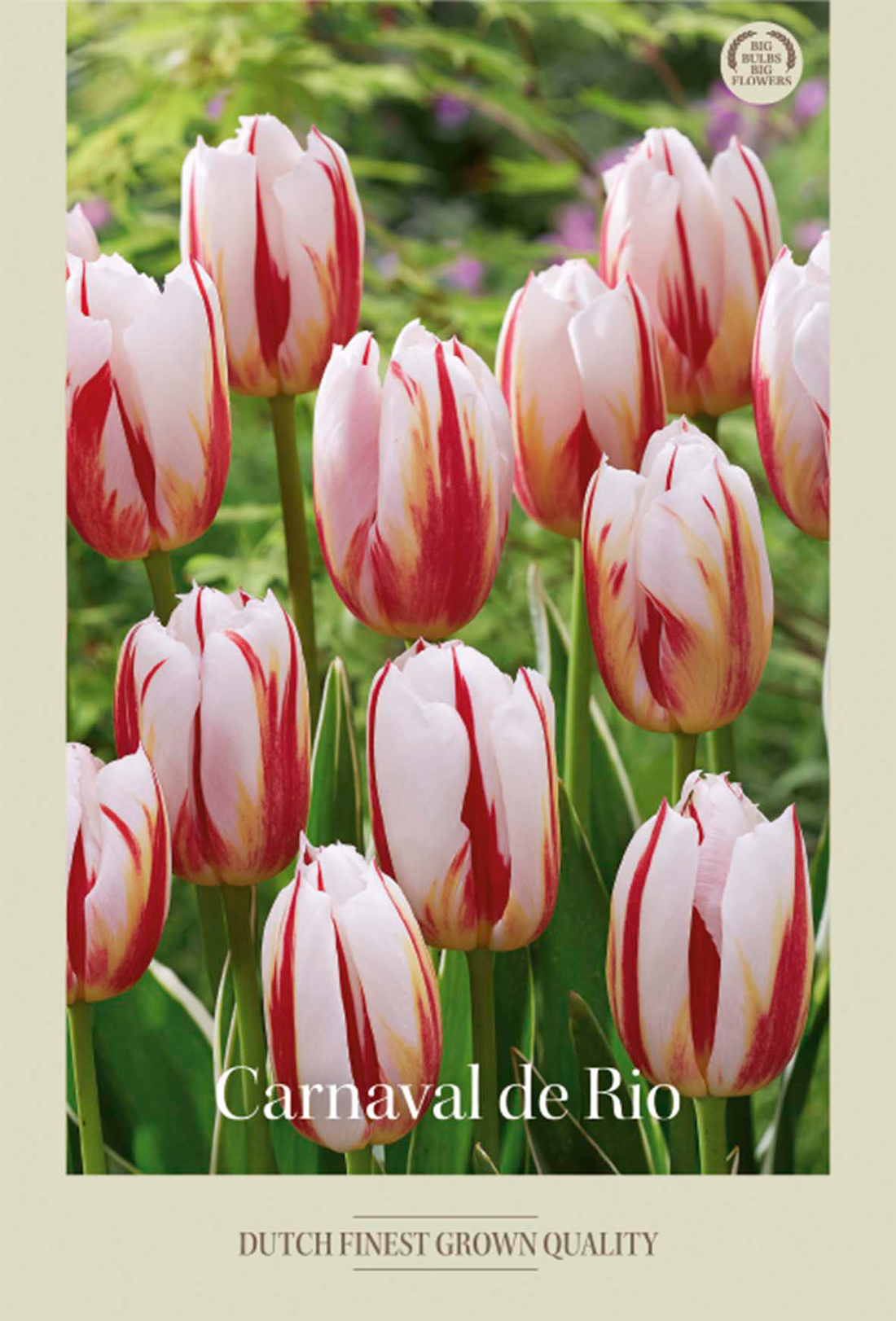 Tulpan Carnaval de Rio 7-pack