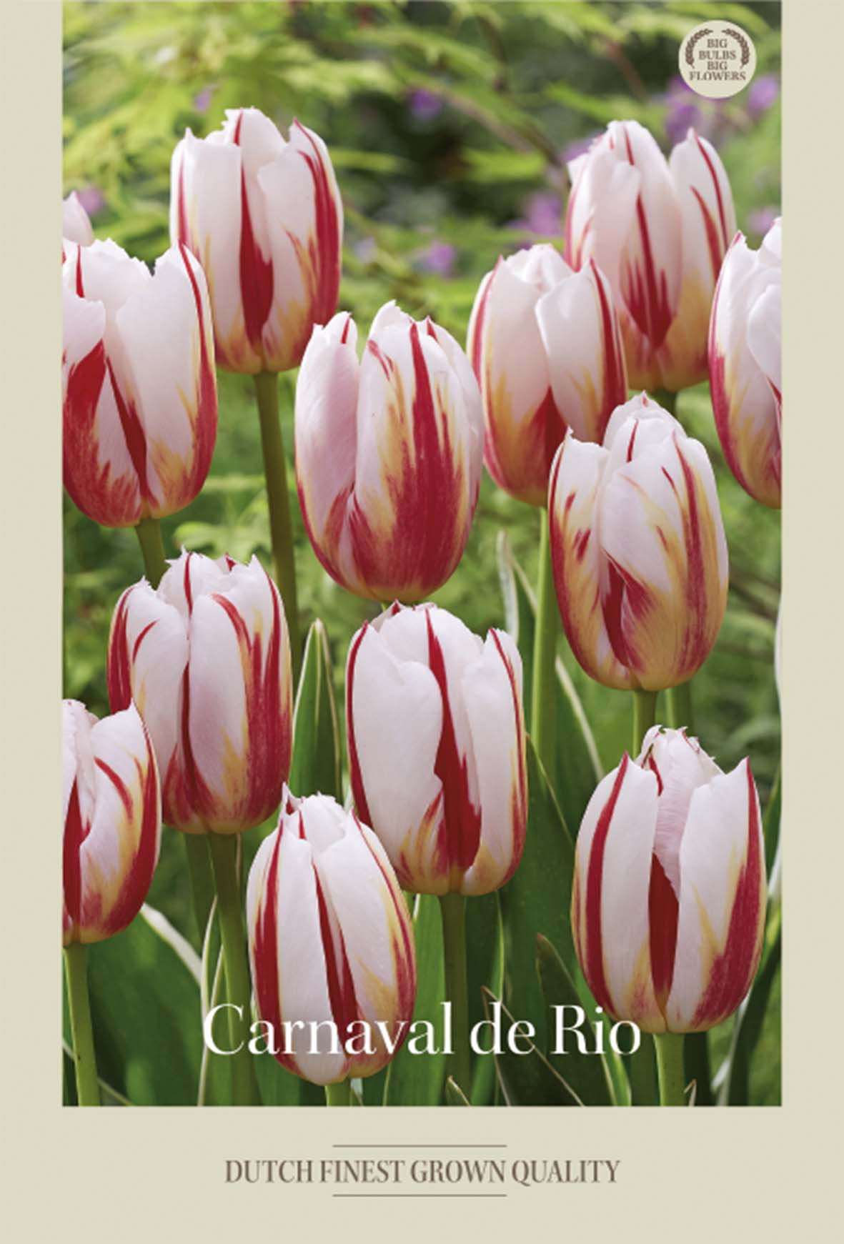 Tulpan Carnaval de Rio 7-pack