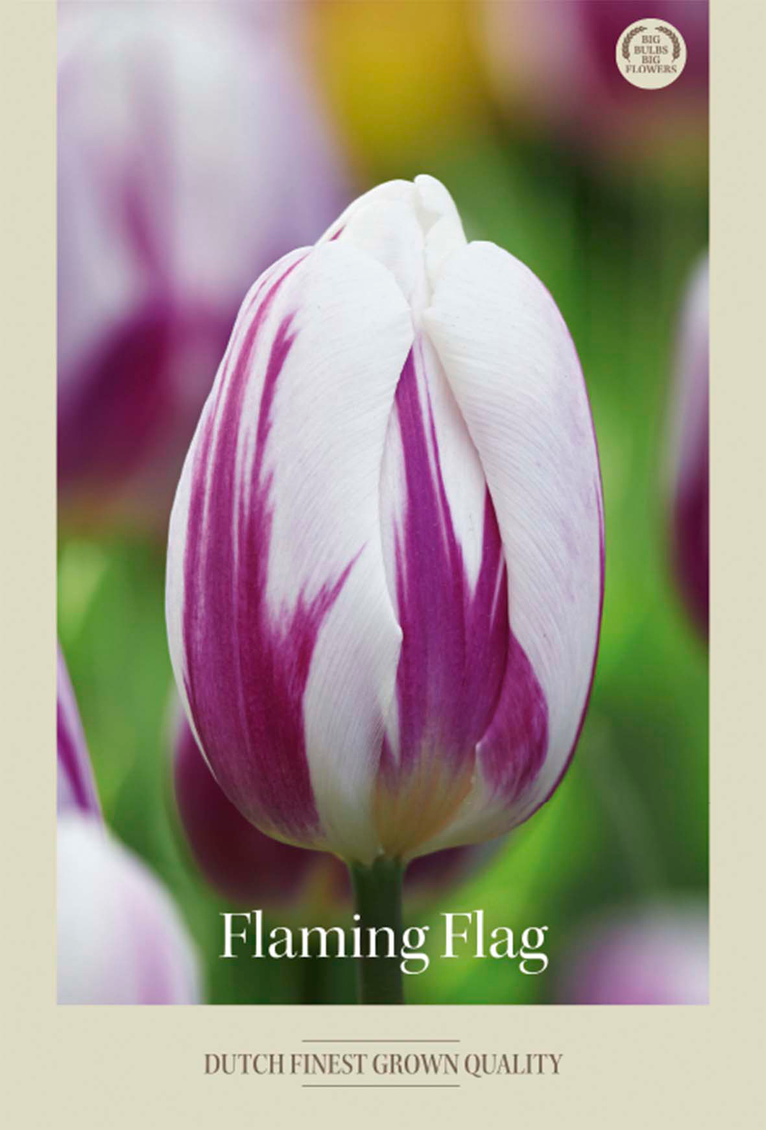 Tulpan Flaming Flag 7-pack