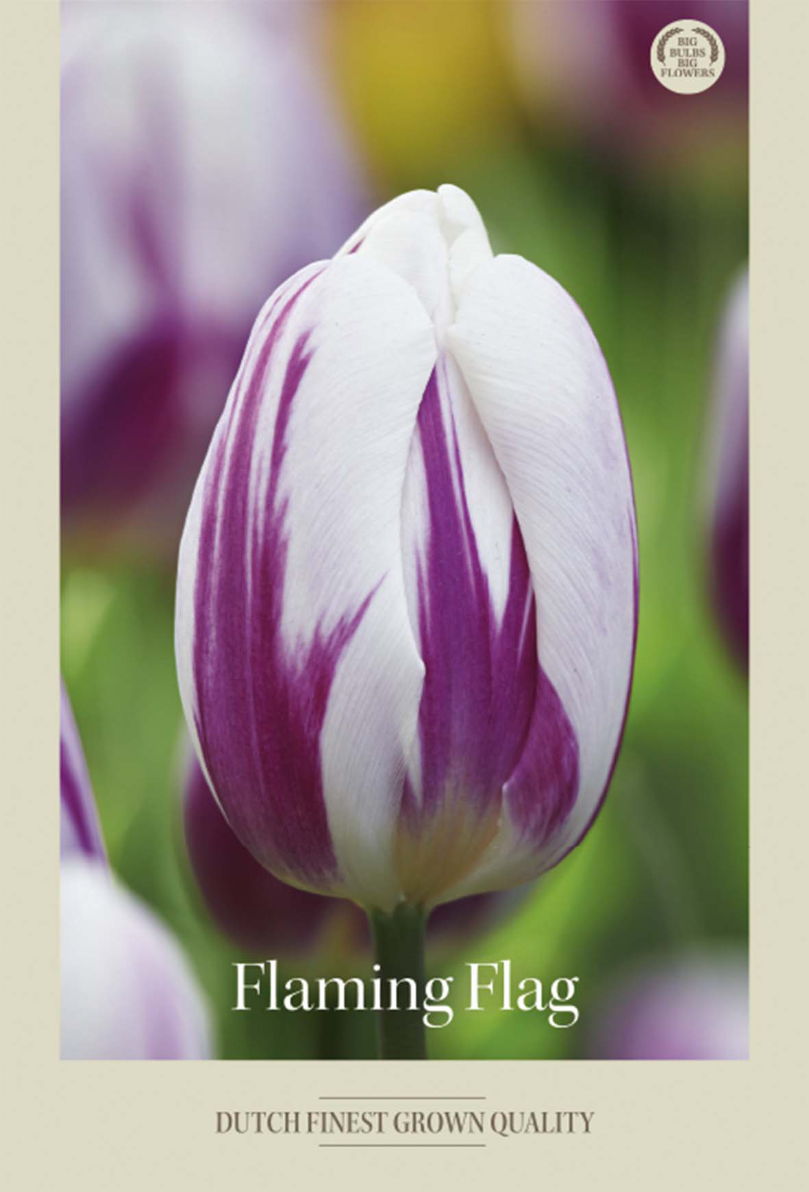 Tulpan Flaming Flag 7-pack