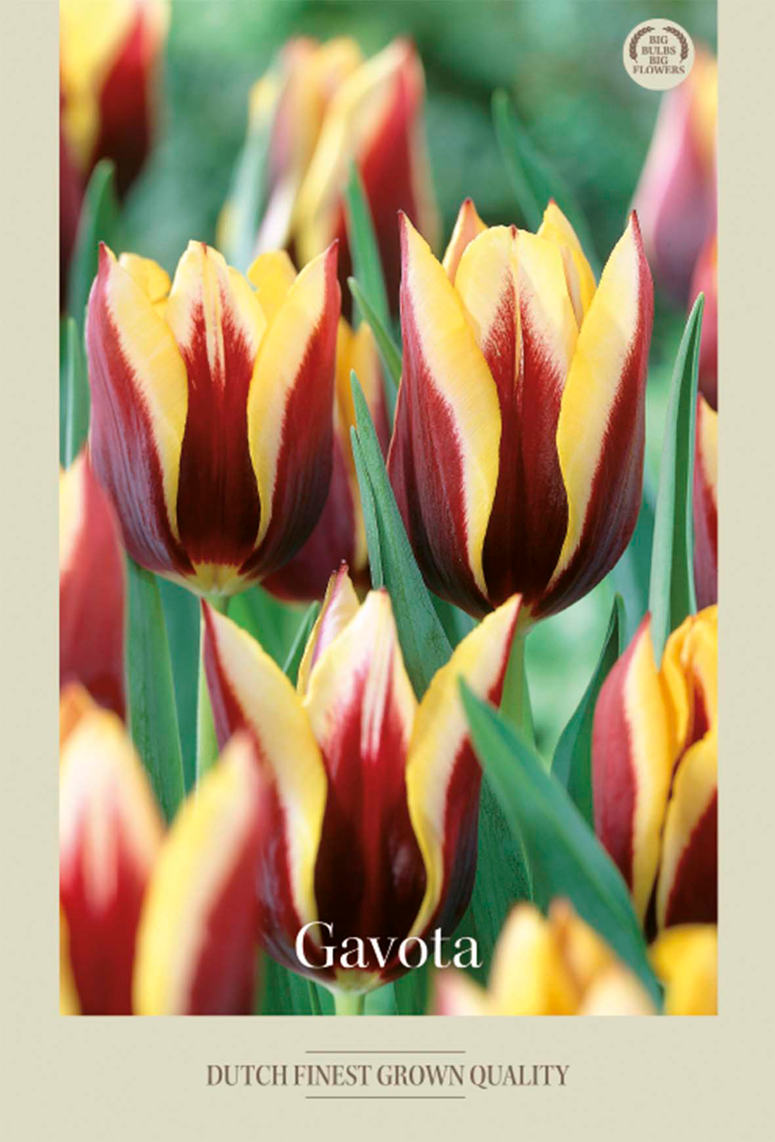 Tulpan Gavota 7-pack