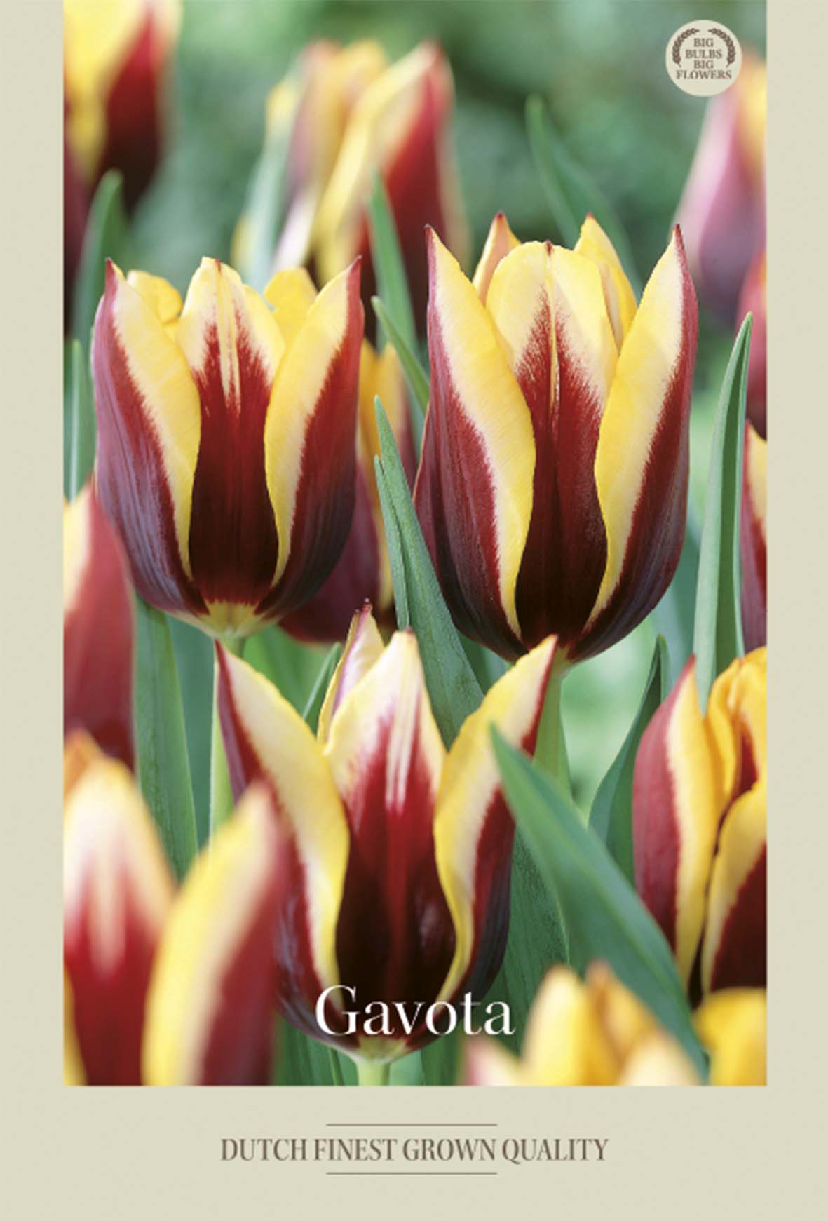 Tulpan Gavota 7-pack