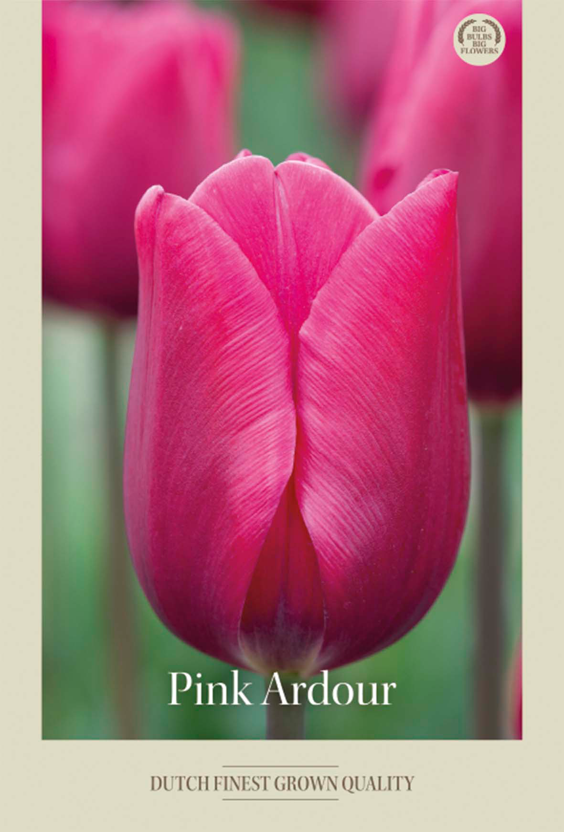 Tulpan Pink Ardour 7-pack