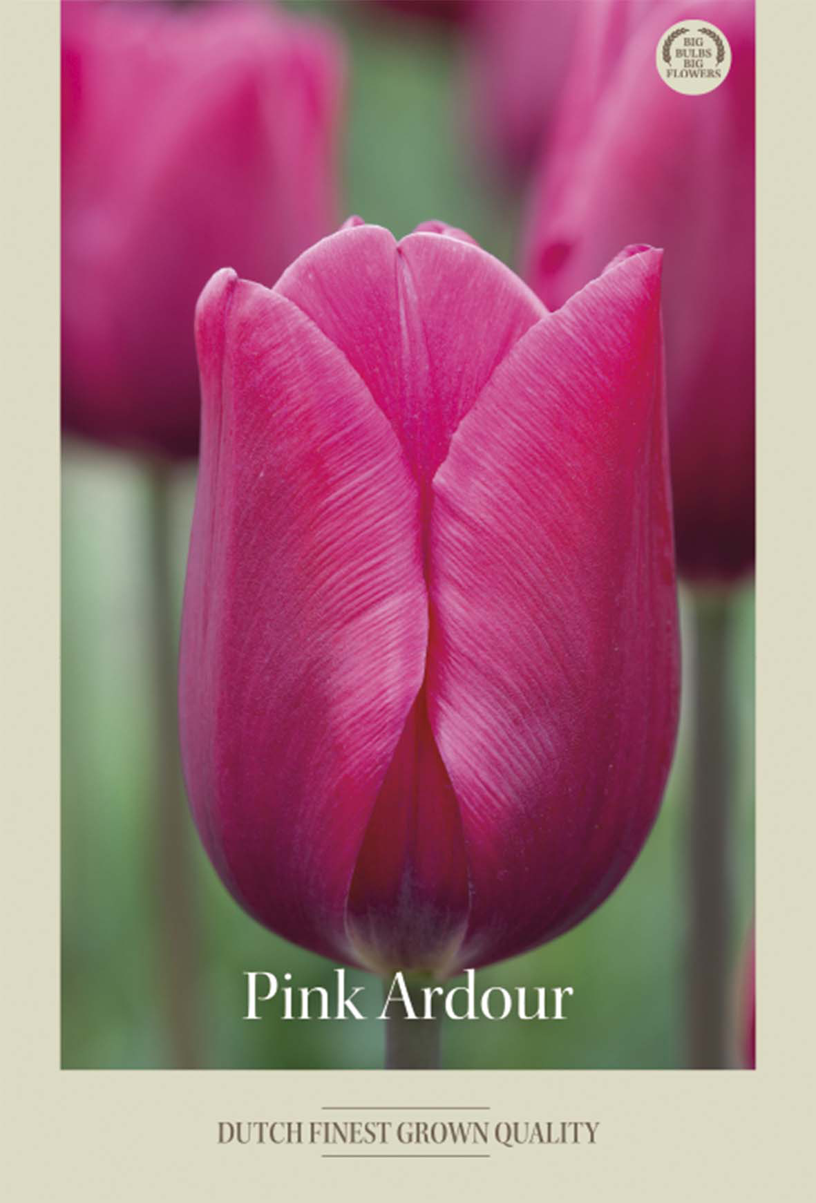 Tulpan Pink Ardour 7-pack