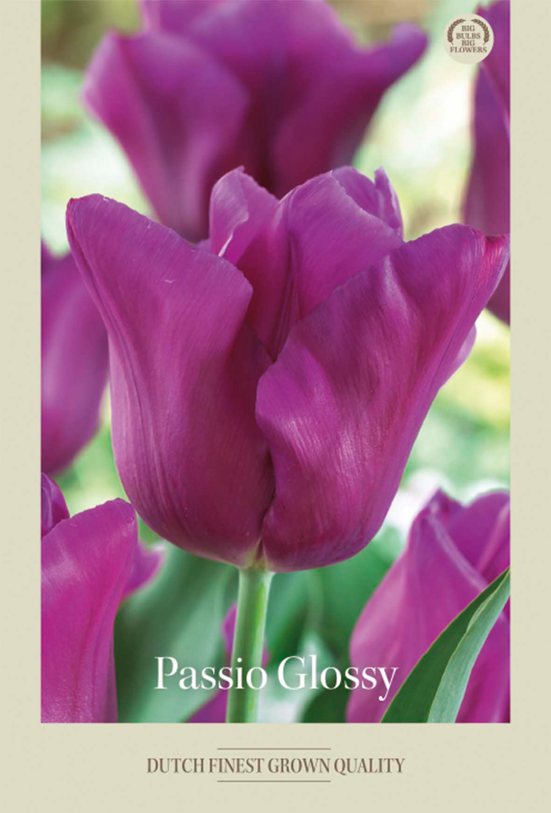 Tulpan Passio Glossy 7-pack