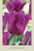 Tulpan Passio Glossy 7-pack