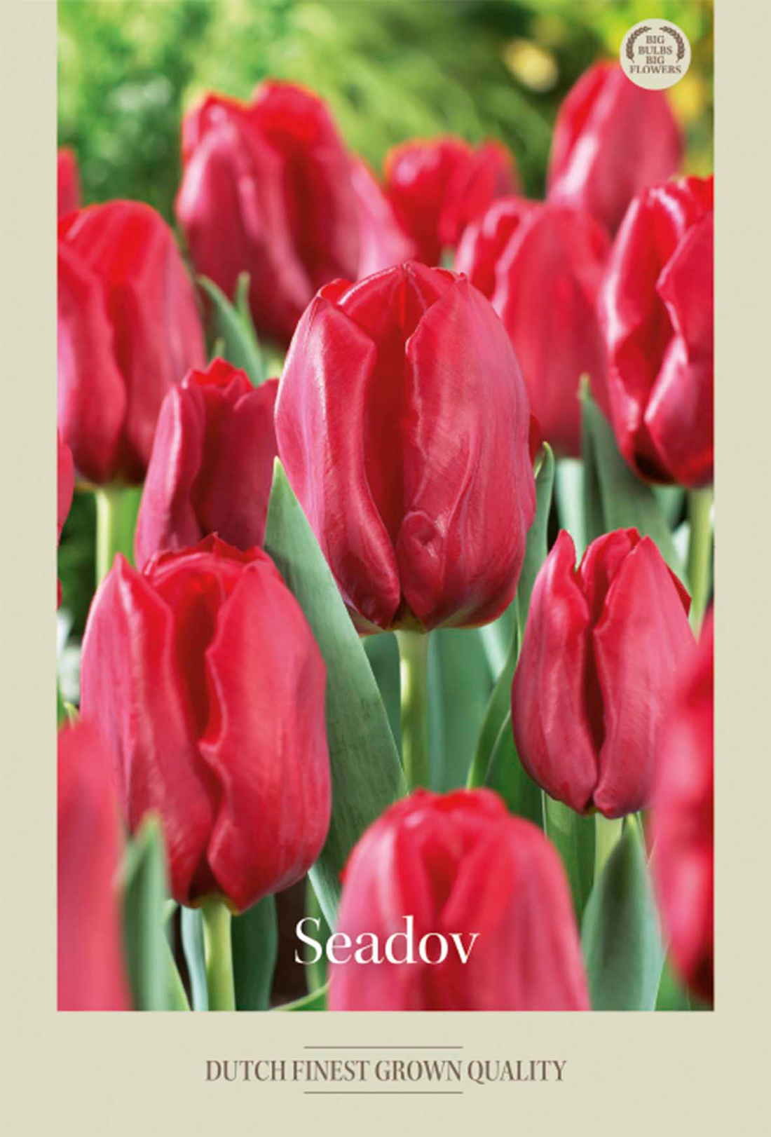 Tulpan Seadov 7-pack