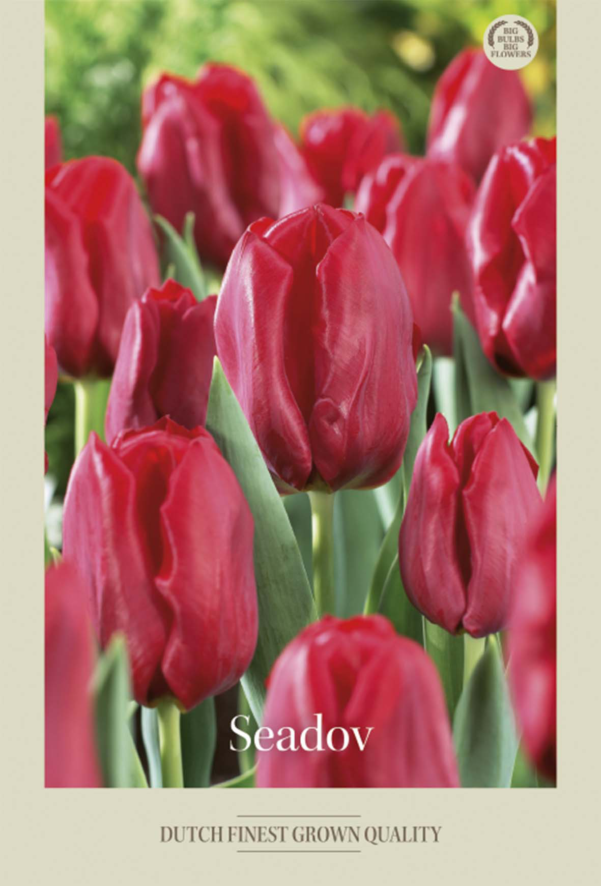Tulpan Seadov 7-pack