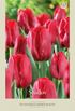 Tulpan Seadov 7-pack