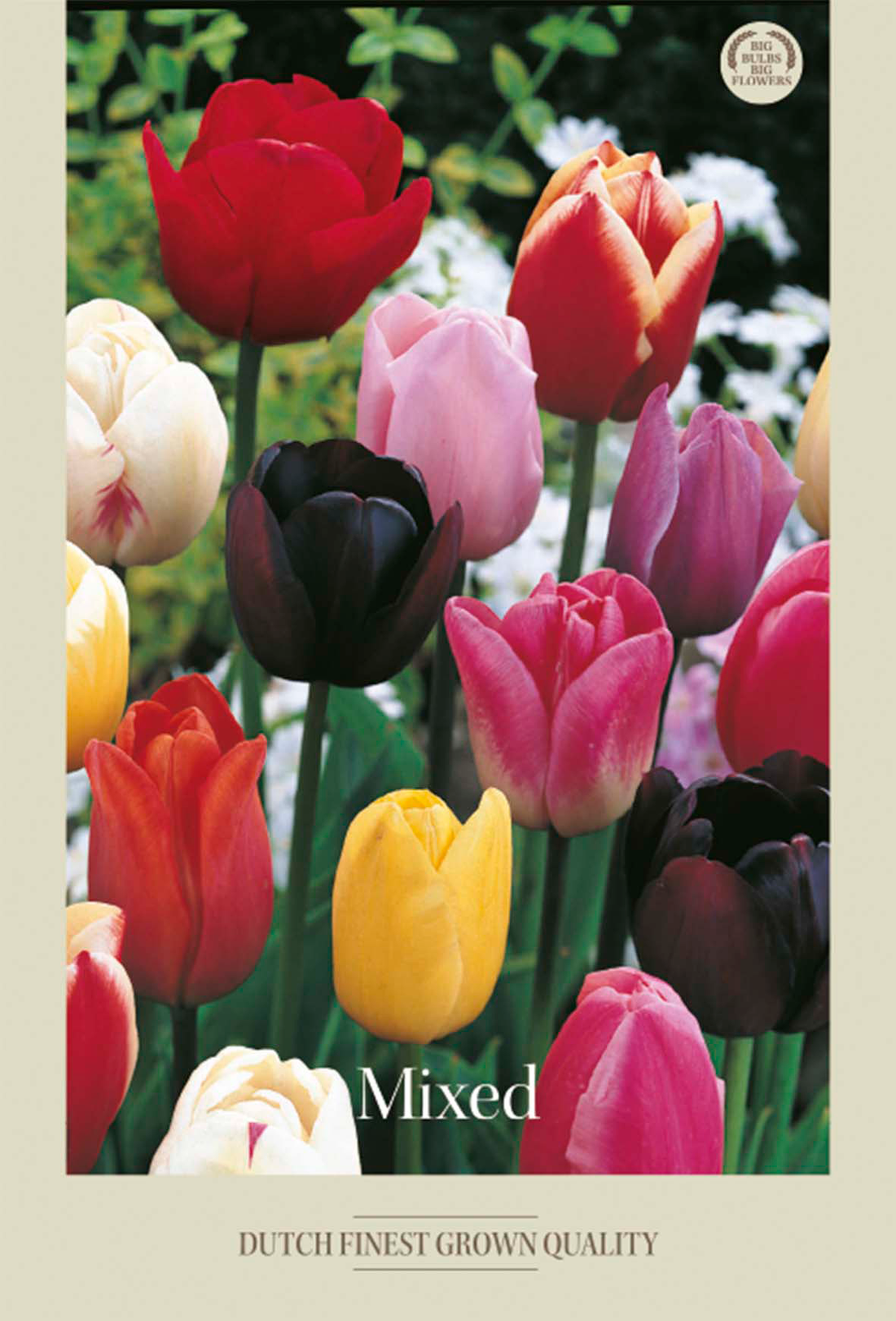 Tulpan Mixed 10-pack